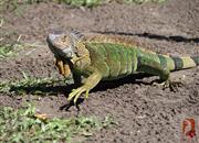 Leguán - NP Tortuguero