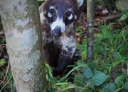 Coati - Mýval