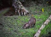 Agouti - malý hlodavec