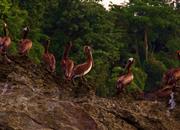 Flotila pelikánů Kostarika